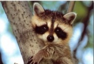 A Bright Spot: Hope for Wildlife - Season 1