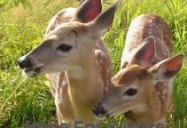 Deerly Beloved: Hope for Wildlife - Season 1