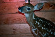 Deer Friends: Hope for Wildlife - Season 2