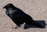 Murder of Crows: Hope for Wildlife - Season 2