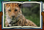 Leopard: Big Bear and Squeak Series