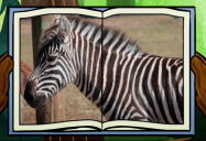 Zebra: Big Bear and Squeak Series