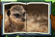 Meerkat: Big Bear and Squeak Series
