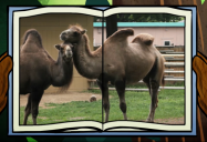 Camel: Big Bear and Squeak Series