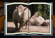 Rhinoceros: Big Bear and Squeak Series