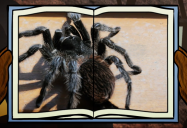 Spider: Big Bear and Squeak Series