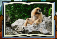 Gibbon: Big Bear and Squeak Series
