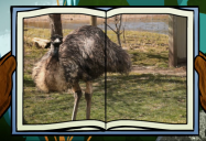 Emu: Big Bear and Squeak Series