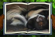 Skunk: Big Bear and Squeak Series