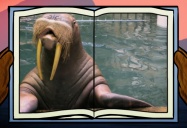 Walrus: Big Bear and Squeak Series