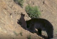 Dangerous Bear: Tribal Police Files (Season 1)
