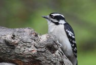 Point Pelee National Park: A Park For All Seasons Series