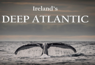 Deep Atlantic: Part II