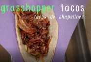 Grasshopper Tacos: Bug Bites Series
