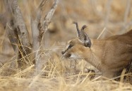 The Predator’s Plight (Episode One): Africa's Claws and Jaws Series