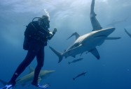 Living with Sharks (Episode Three): Africa's Claws and Jaws Series