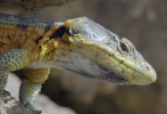 Remarkable Reptiles (Episode Four): Africa's Claws and Jaws Series
