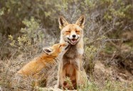 Foxes: The Wild, Wild East 