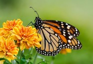 Pollinators: The Wild, Wild East