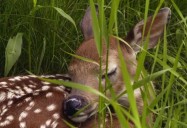 Deer: The Wild, Wild East