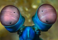 Ocean Oddballs: Strange Creatures Series
