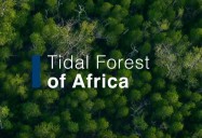 Tidal Forest of Africa: Waterworld Africa Series