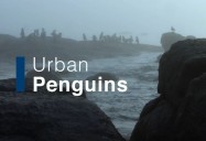 Urban Penguins: Waterworld Africa Series