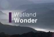 Wetland Wonder: Waterworld Africa Series