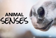 Animal Senses Series
