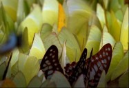 Butterflies and Caterpillars: ZooMoos Wild Friends Series