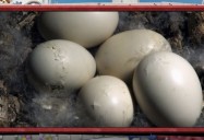 Extraordinary Eggs: ZooMoos Wild Friends Series