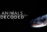Animals Decoded Series