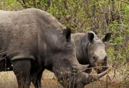 Invisible Signals: Animals Decoded Series