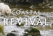 Revival of the Humpback Whales: Coastal Revival Series