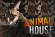Animal House: When Keeping Pets Turns from Caring to Cruelty: W5
