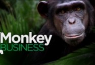 Monkey Business: W5