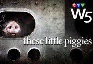 These Little Piggies: W5