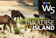 Paradise Island: W5