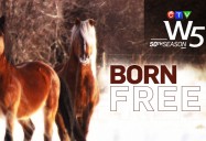Born Free: W5