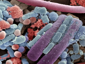 Bacterial World - Microbes That Rule Our World