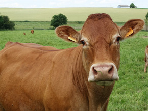 Cow Factory