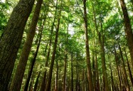 New Forests, New Stewards, A Road Forward: Trees, Youth, Our Future Series