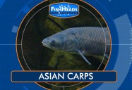 Asian Carps: Leo’s FishHeads Series