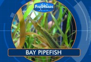 Bay Pipefish: Leo’s FishHeads Series