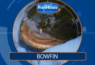 Bowfin: Leo’s FishHeads Series