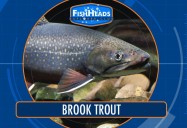 Brook Trout: Leo’s FishHeads Series