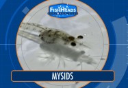 Mysids: Leo’s FishHeads Series