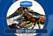Invasion of the Rusty Crayfish: Leo’s FishHeads Series