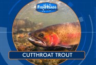 Cutthroat Trout: Leo’s FishHeads Series