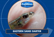 Eastern Sand Darter: Leo’s FishHeads Series